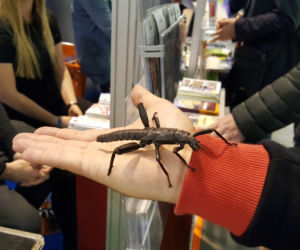 Bydgoszcz na targach turystycznych w Poznaniu