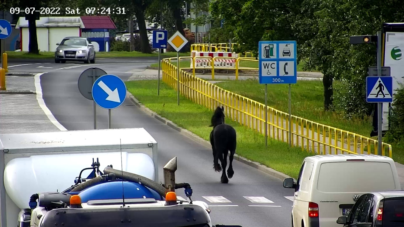 Konik na gigancie. Niecodzienna akcja w centrum Szczecinka