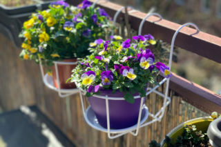 Kiedy sadzić bratki na balkonie? Nie czekaj do kwietnia, te odmiany wytrzymają przymrozki