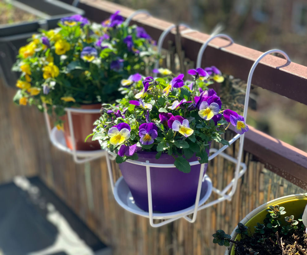 Kiedy sadzić i jak dbać o bratki na balkonie?