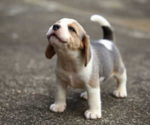 Beagle - szczeniak