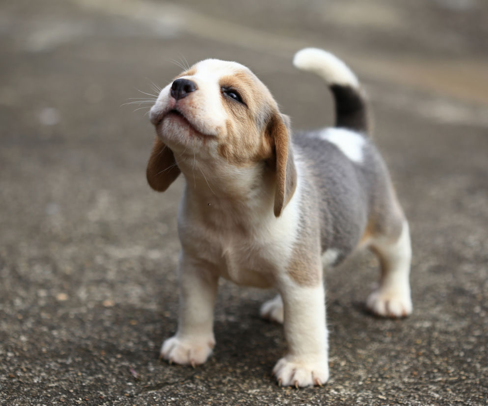 Beagle - szczeniak