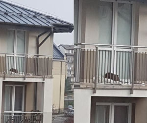 Pies zamknięty na balkonie [ZOBACZ ZDJĘCIA]