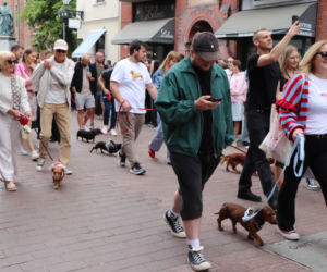Zlot jamników w Toruniu. Mamy zdjęcia psiaków, właścicieli i fanów czworonogów