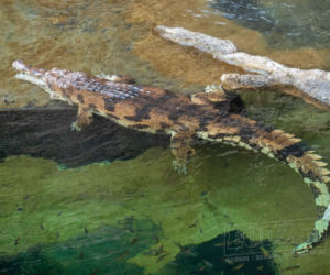 Te olbrzymy właśnie przyjechały do łódzkiego Orientarium. Robią wrażenie!