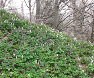 Wiosna budzi się w Arboretum w Bolestraszycach