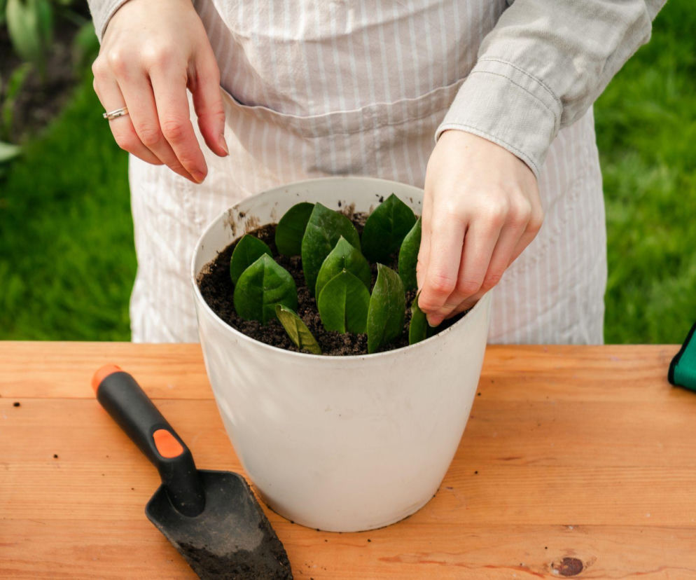 Rozmnażanie zamiokulkasa z liści