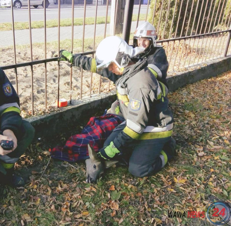 Nietypowy gość strażaków