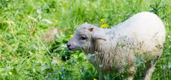 Owce i kozy na środku Wisły. To nie żart! Skąd się tam wzięły? 
