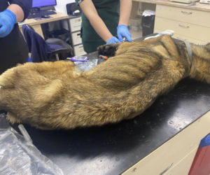 Skrajnie wychudzony pies