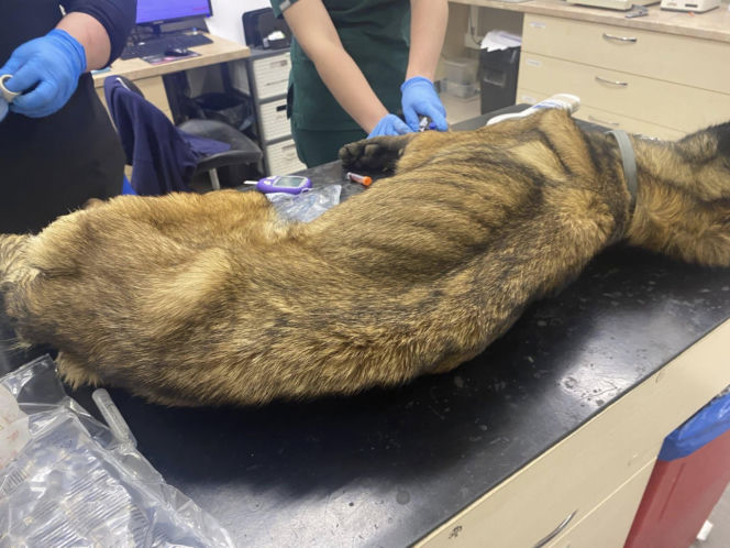 Skrajnie wychudzony pies