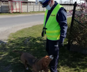 Ostrowski doktor Dolitte w policji
