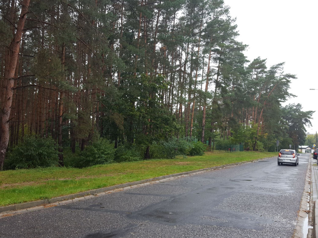 Miał być park, będzie wycinka? Miasto wystawiło na sprzedaż hektar lasu na Rejtana