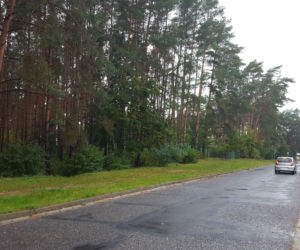Miał być park, będzie wycinka? Miasto wystawiło na sprzedaż hektar lasu na Rejtana