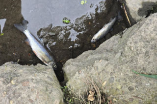 Śnięte ryby w Silnicy. PZW Kielce alarmuje na Facebooku i wzywa służby