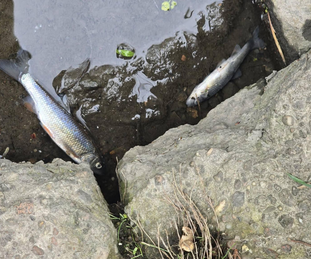 Śnięte ryby w Silnicy. PZW Kielce alarmuje na Facebooku i wzywa służby