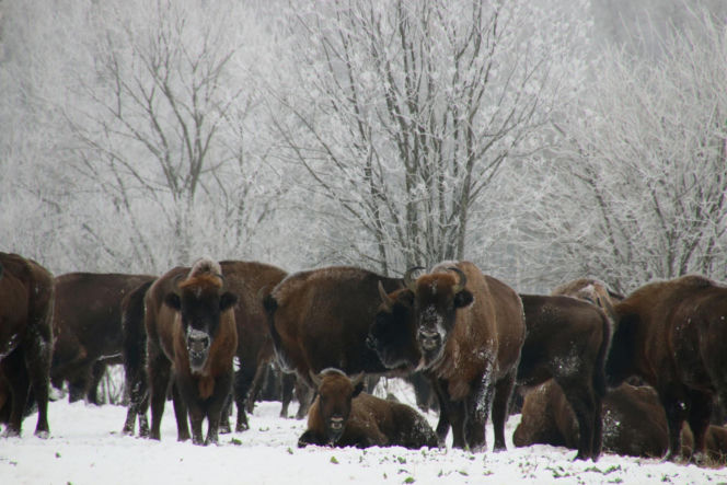 Żubr jest symbolem województwa