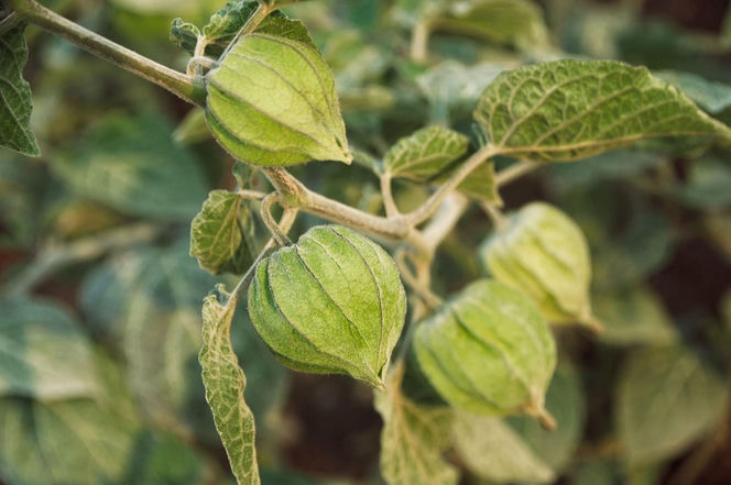 Miechunka peruwiańska