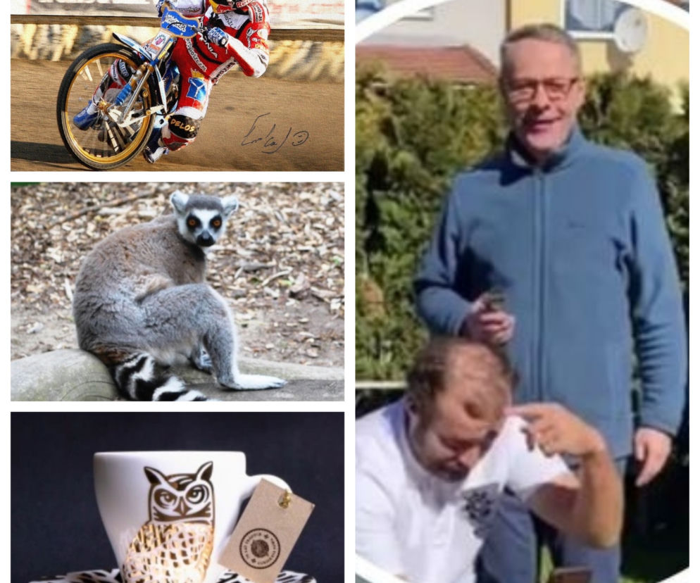 WOŚP: W Bydgoszczy możesz wylicytować kamienie lemura! Co jeszcze trafiło na aukcję? 