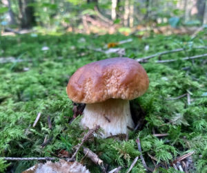 Świętokrzyskie darzy! Lasy pełne grzybów 