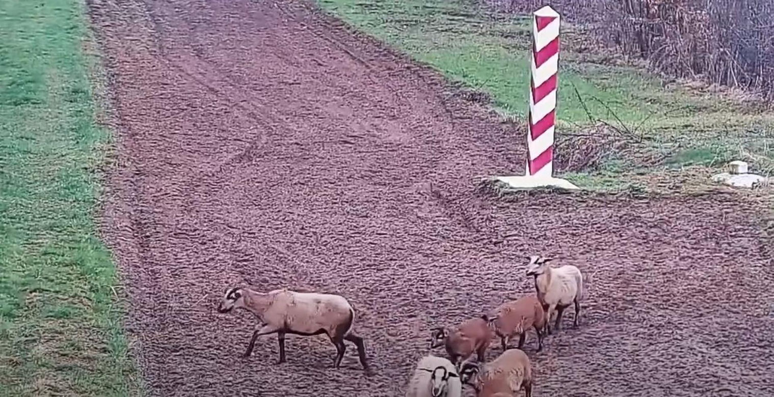 Alarm na granicy polsko-ukraińskiej. Przekroczyło ją... stado owiec