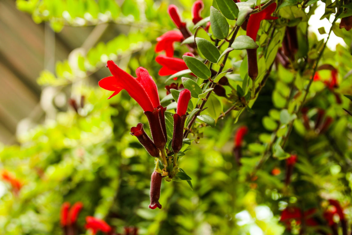 Eszynantus (Aeschynanthus)