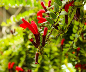 Eszynantus (Aeschynanthus)