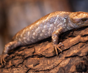 We wrocławskim zoo urodziły się scynki nadrzewne