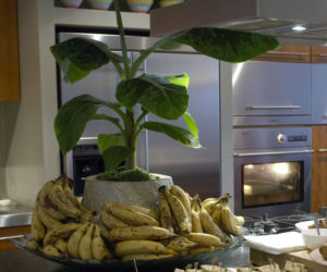 Bananowiec
