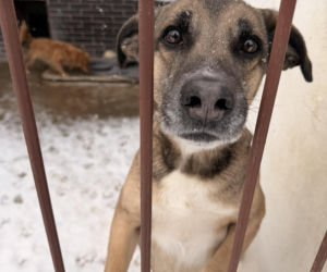 Siarczysty mróz zagraża zwierzętom! Krakowskie schronisko pilnie szuka domów tymczasowych