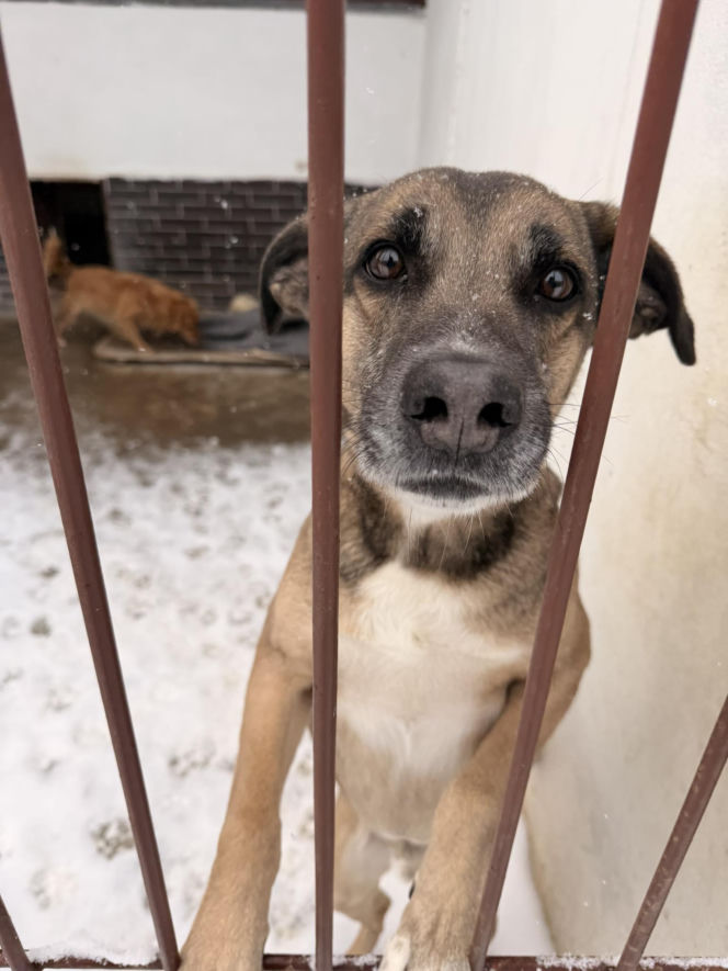 Siarczysty mróz zagraża zwierzętom! Krakowskie schronisko pilnie szuka domów tymczasowych