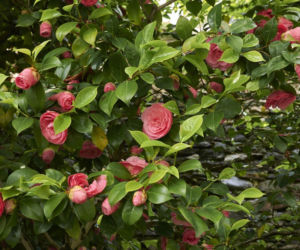 Kamelia japońska (camellia japonica)