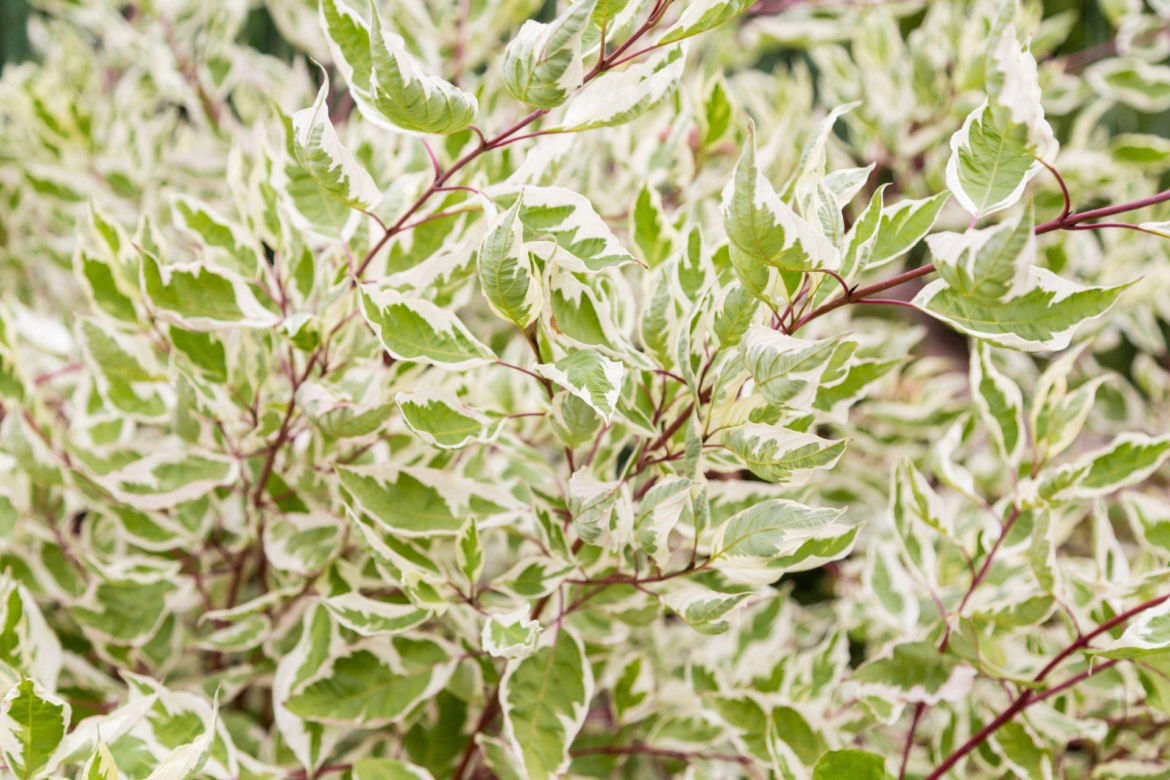 Dereń bialy 'Argenteomarginata'