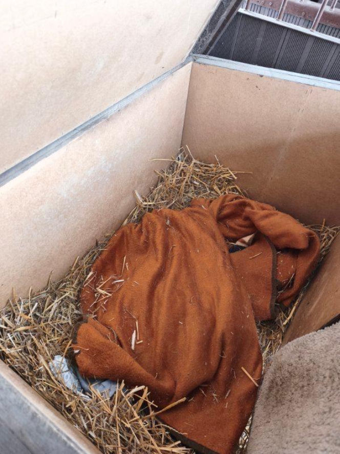 Zdjęcia z kontroli w bytomskim schronisku