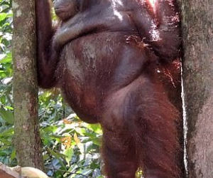 Horror orangutanicy! Była seks-więźniem w burdelu