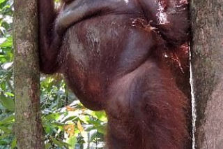 Horror orangutanicy! Była seks-więźniem w burdelu