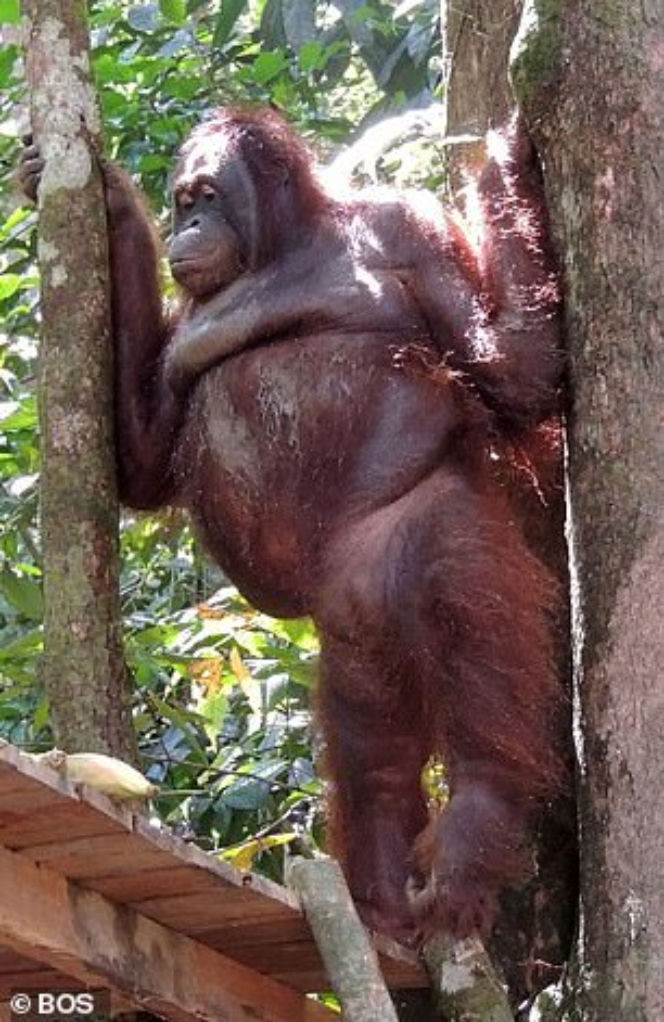 Horror orangutanicy! Była seks-więźniem w burdelu