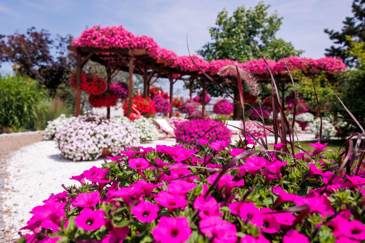 Supertunia Vista