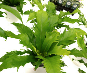 Asplenium antiquum ‘Gioia