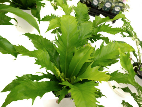 Asplenium antiquum ‘Gioia