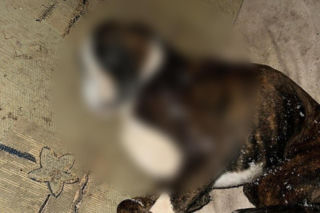 Wstrząsające sceny pod Kielcami. Trzy martwe psy, jedenaście uratowanych z pseudohodowli