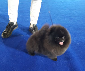 ​Psia elita w Lesznie. W hali Trapez odbyła się XXIV wystawa Champion of Champion's Show