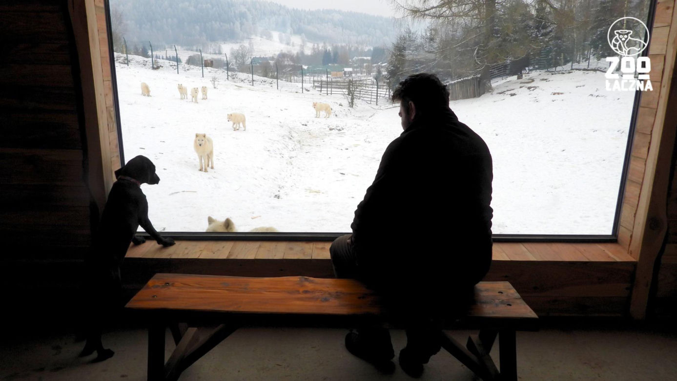 Takiego ZOO w Polsce jeszcze nie było! Chata polarna z wilkami to absolutny hit