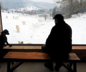 Takiego ZOO w Polsce jeszcze nie było! Chata polarna z wilkami to absolutny hit