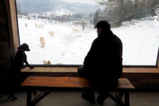 Takiego ZOO w Polsce jeszcze nie było! Chata polarna z wilkami to absolutny hit