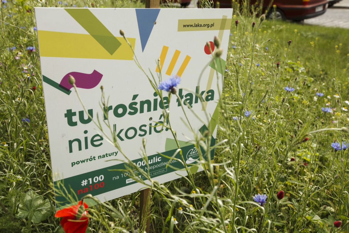 We Wrocławiu rosną łąki w centrum miasta