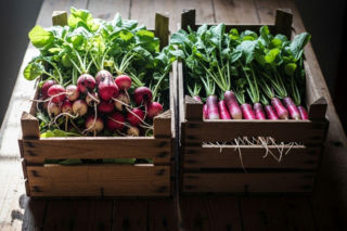 Polska rzodkiewka kontra import. Sprawdź, jak nowy przepis w sklepach wspiera rolników