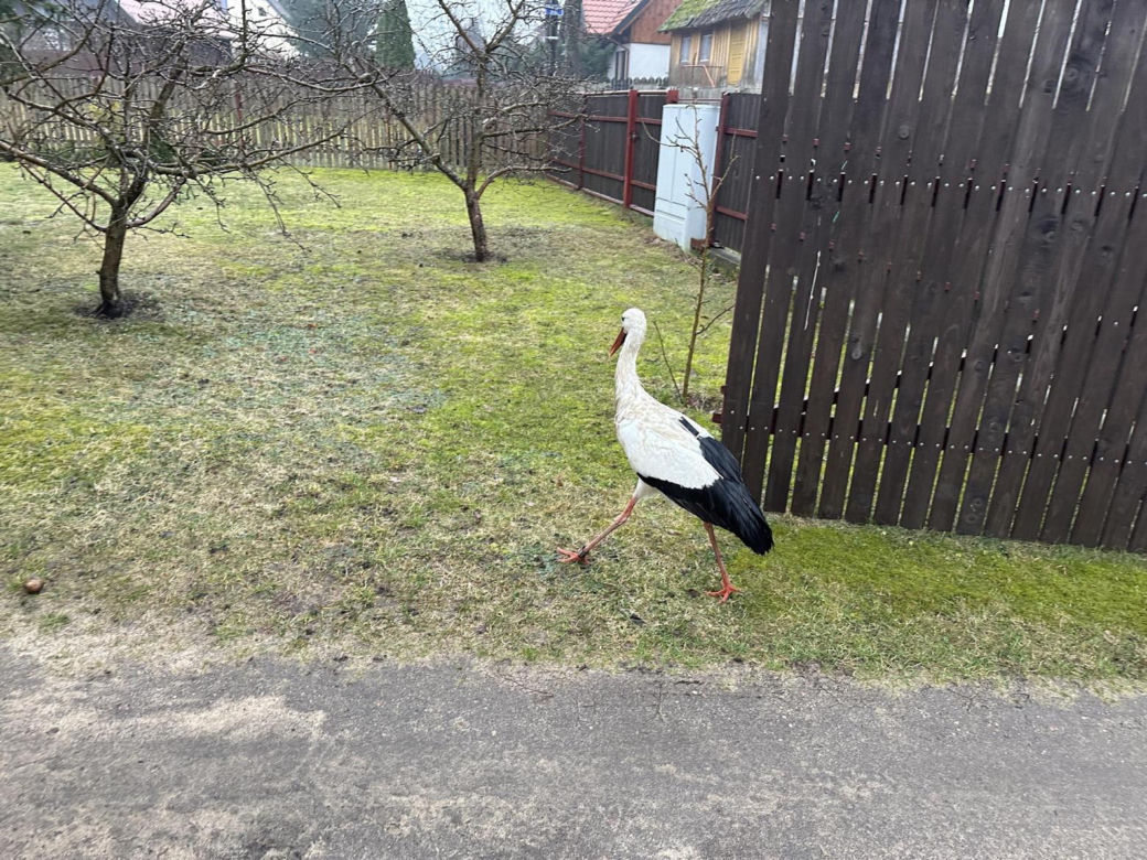 Bocian wrócił na ukochaną wieś. W Krutyni czekali na niego całą zimę