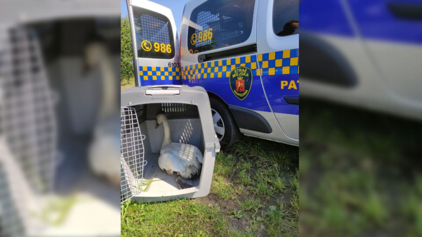Ranny łabędź uratowany przez Ekopatrol