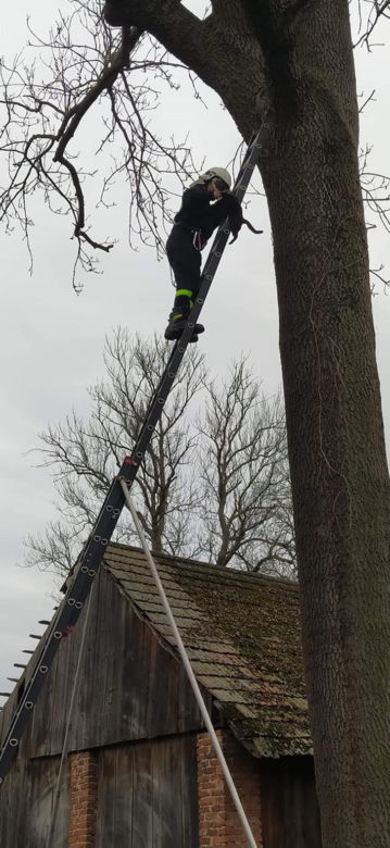 Czarny kot ugrzązł na drzewie w piątek 13